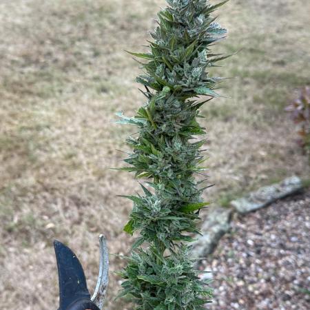 Auto Kong 4 by Paradise Seeds
