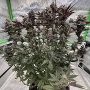 Cosmic Raiser