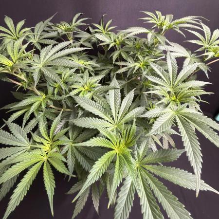 Glowstarz by Paradise Seeds