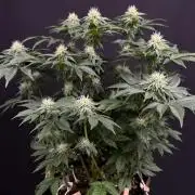 Crunch by World Breeder