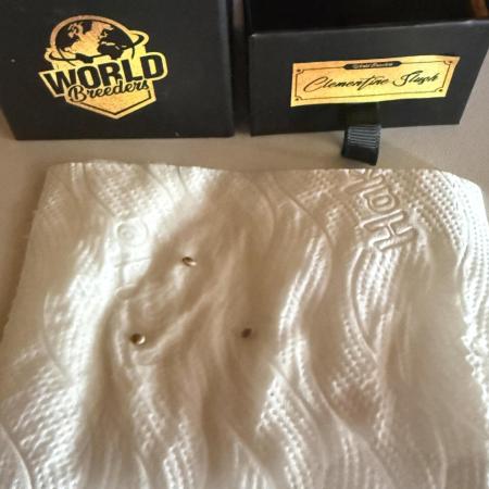 Clementine Slush by World Breeder