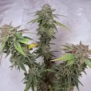 Peach Frosting