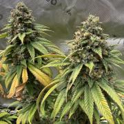 Devils Cookies (SSSC US Strain Cup)