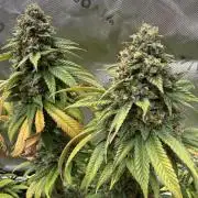 Devils Cookies (SSSC US Strain Cup)
