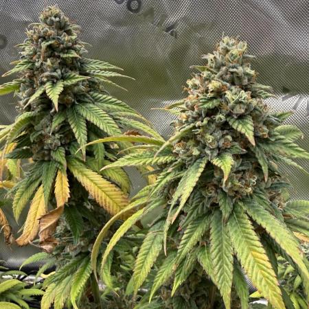 Devils Cookies (SSSC US Strain Cup)