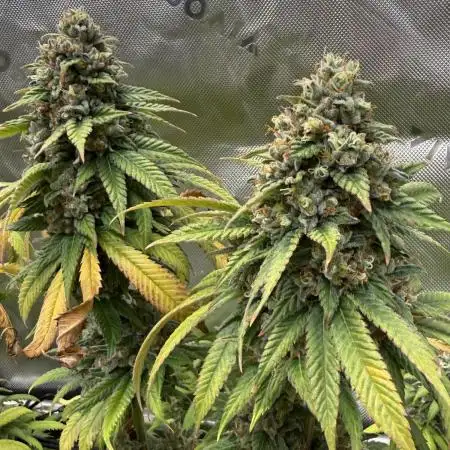 Devils Cookies (SSSC US Strain Cup)