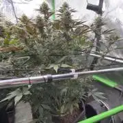 Cosmic Raiser