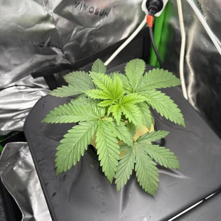 Sensi Star by Paradise Seeds