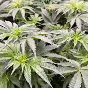 Clementine Slush by World Breeder