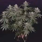 Glowstarz by Paradise Seeds
