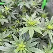 Crunch by World Breeder
