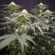 Clementine Slush by World Breeder