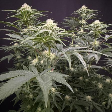 Clementine Slush by World Breeder