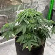 Clementine Slush by World Breeder
