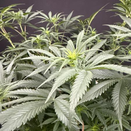 Glowstarz by Paradise Seeds