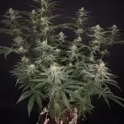 Glowstarz by Paradise Seeds