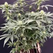 Glowstarz by Paradise Seeds