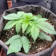 Clementine Slush by World Breeder