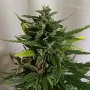 Pandora by Paradise Seeds