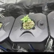 Sensi Star by Paradise Seeds