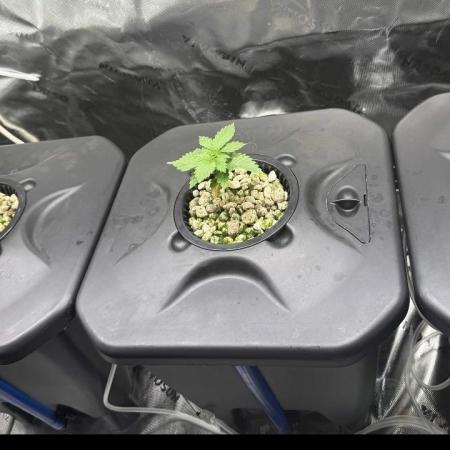 Sensi Star by Paradise Seeds