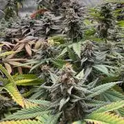 Devils Cookies (SSSC US Strain Cup)
