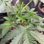 Glowstarz by Paradise Seeds