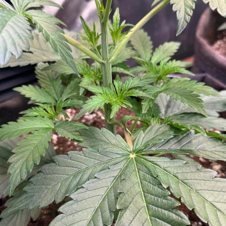 Glowstarz by Paradise Seeds