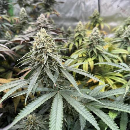 Devils Cookies (SSSC US Strain Cup)