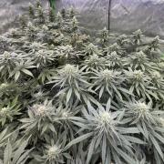Devils Cookies (SSSC US Strain Cup)