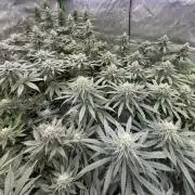 Devils Cookies (SSSC US Strain Cup)