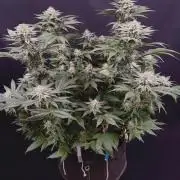 Clementine Slush by World Breeder