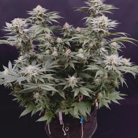Clementine Slush by World Breeder
