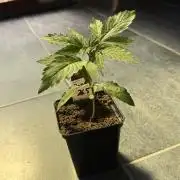 Pandora by Paradise Seeds