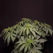 Glowstarz by Paradise Seeds