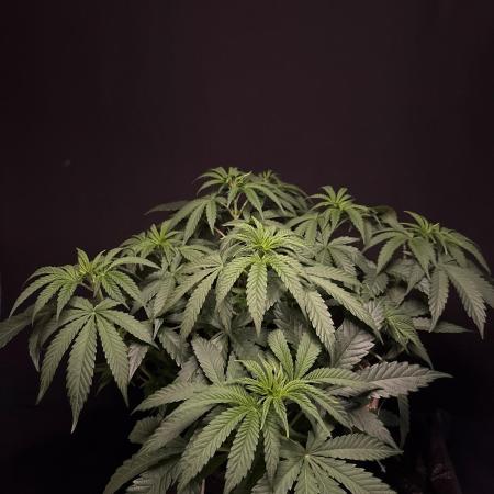 Glowstarz by Paradise Seeds