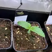 Clementine Slush by World Breeder