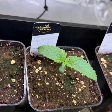 Clementine Slush by World Breeder