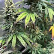 Devils Cookies (SSSC US Strain Cup)