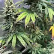 Devils Cookies (SSSC US Strain Cup)