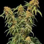 Mentha de Croco