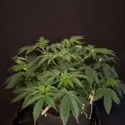 Crunch by World Breeder