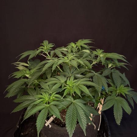 Crunch by World Breeder