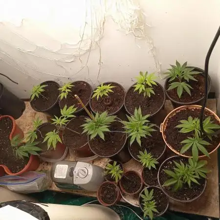Drops reverse genetics test run