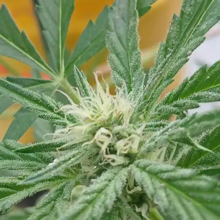 518 Grow 2025