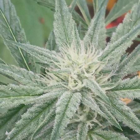 518 Grow 2025