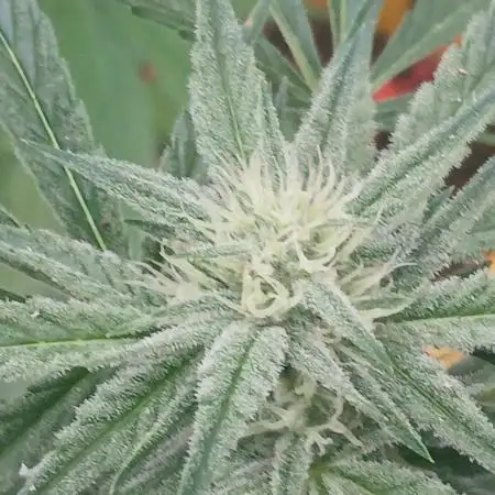 518 Grow 2025