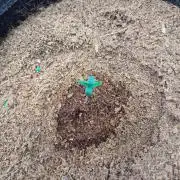 Happy Bday Ma aka Purple Lemonade 🤣