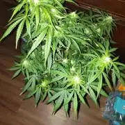 Northern Lights Auto