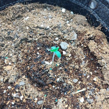 Guava Runtz Auto